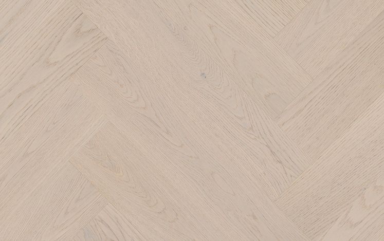 Canterbury Oak