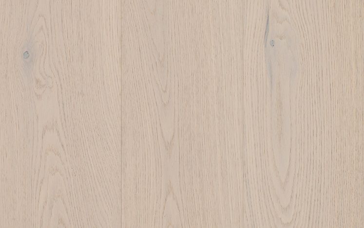 Canterbury Oak