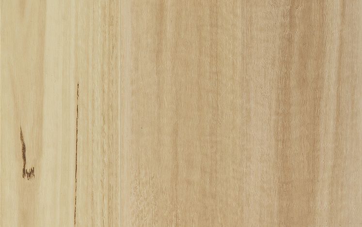 Blackbutt