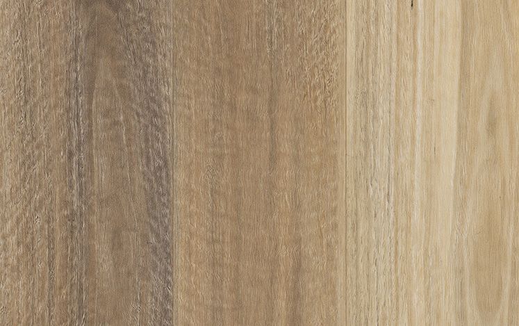Spotted Gum