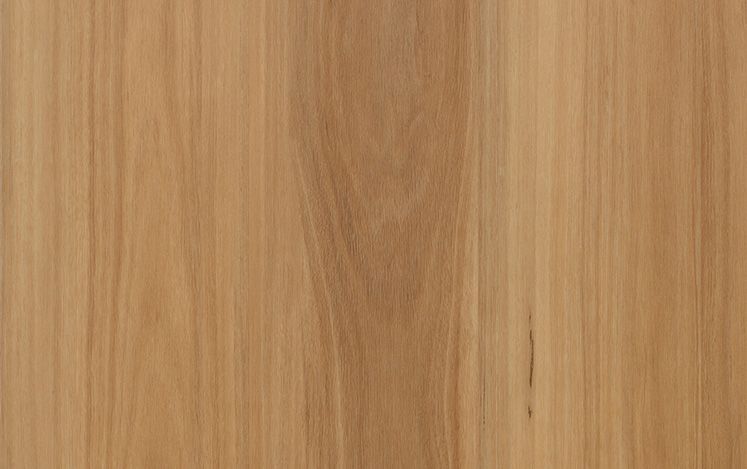 Mountain Blackbutt