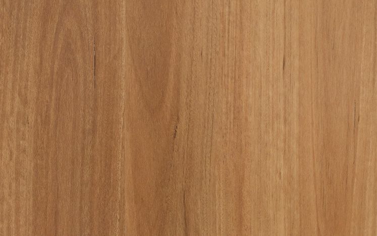 New England Blackbutt