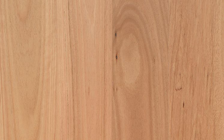 Coastal Blackbutt (1820)