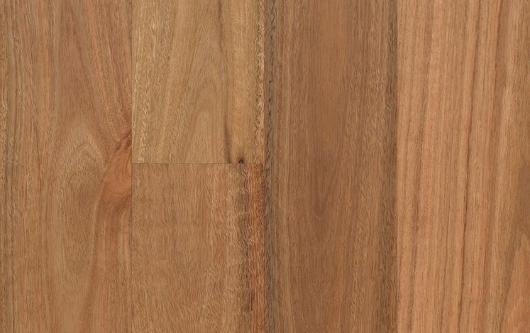 Spotted Gum (1820)
