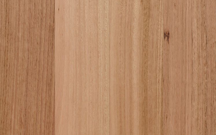 Tasmanian Oak (1820)