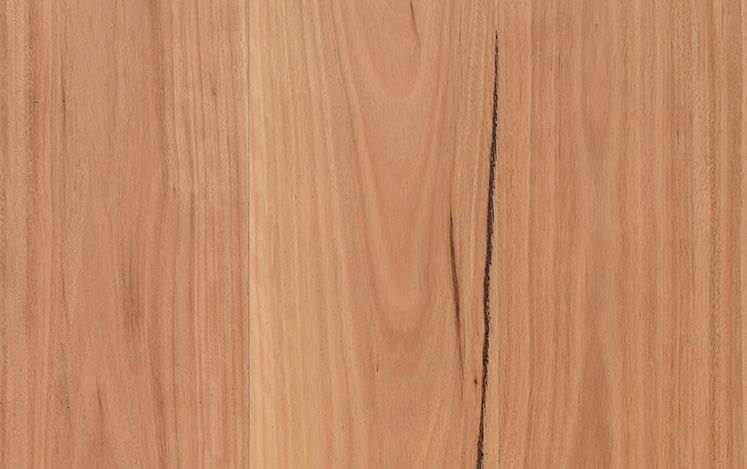 Coastal Blackbutt (2130)