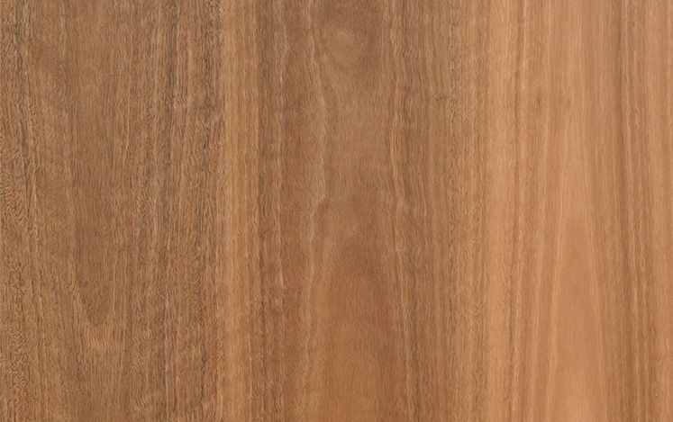 Spotted Gum (1820)