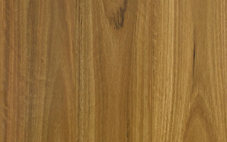 Bushland Spotted Gum