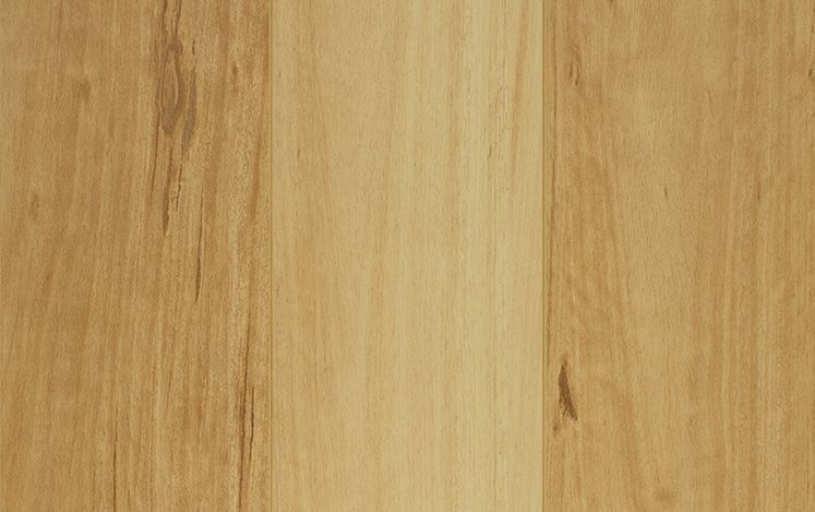 Blackbutt
