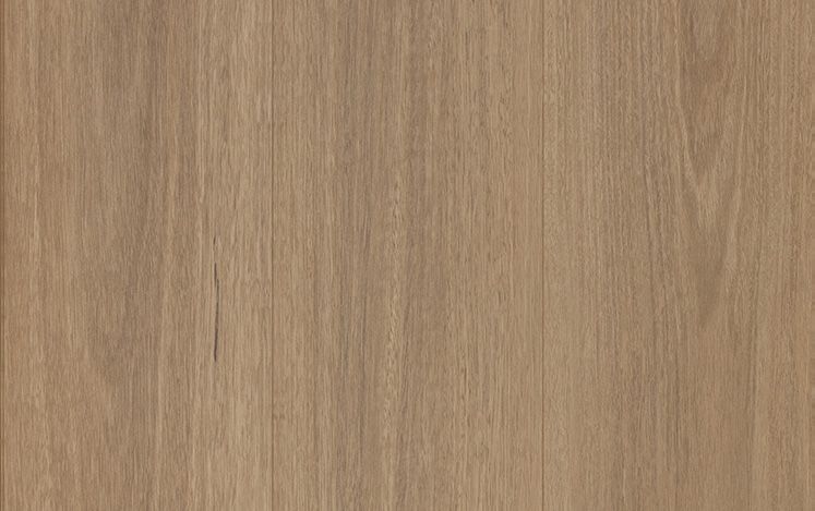 Snowy Spotted Gum
