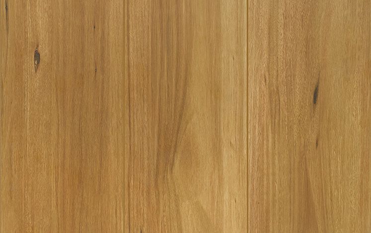 Spotted Gum