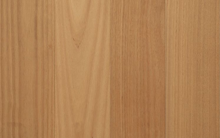 Blackbutt
