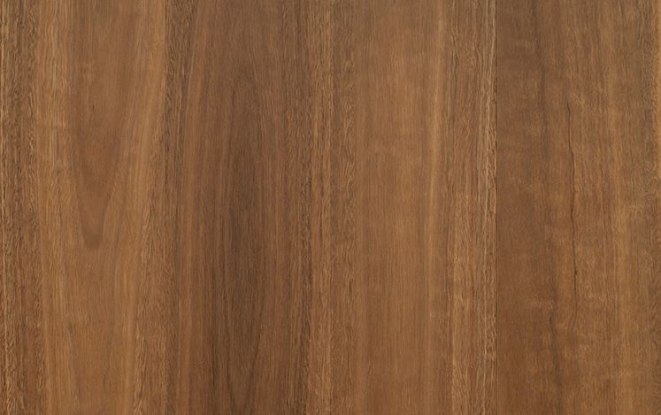 Spotted Gum