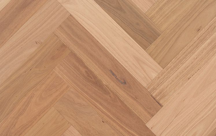 Blackbutt