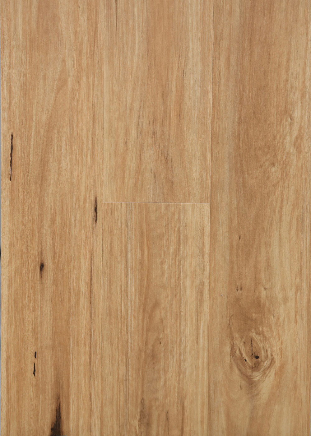 Coastal Blackbutt