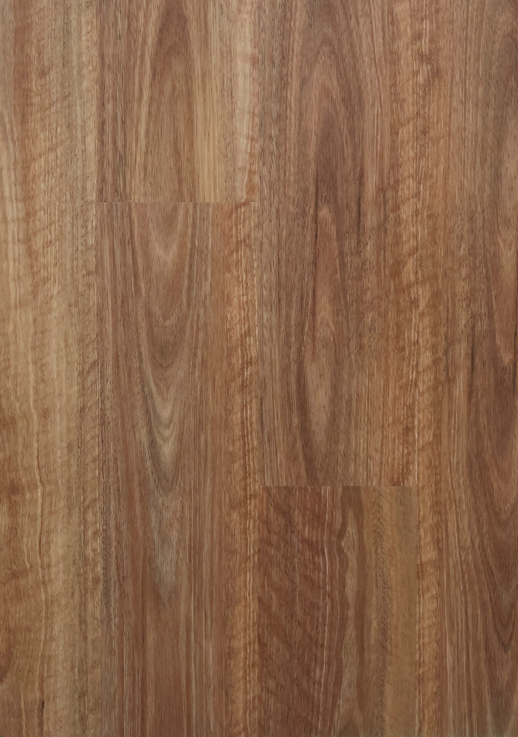 Queensland Spotted Gum