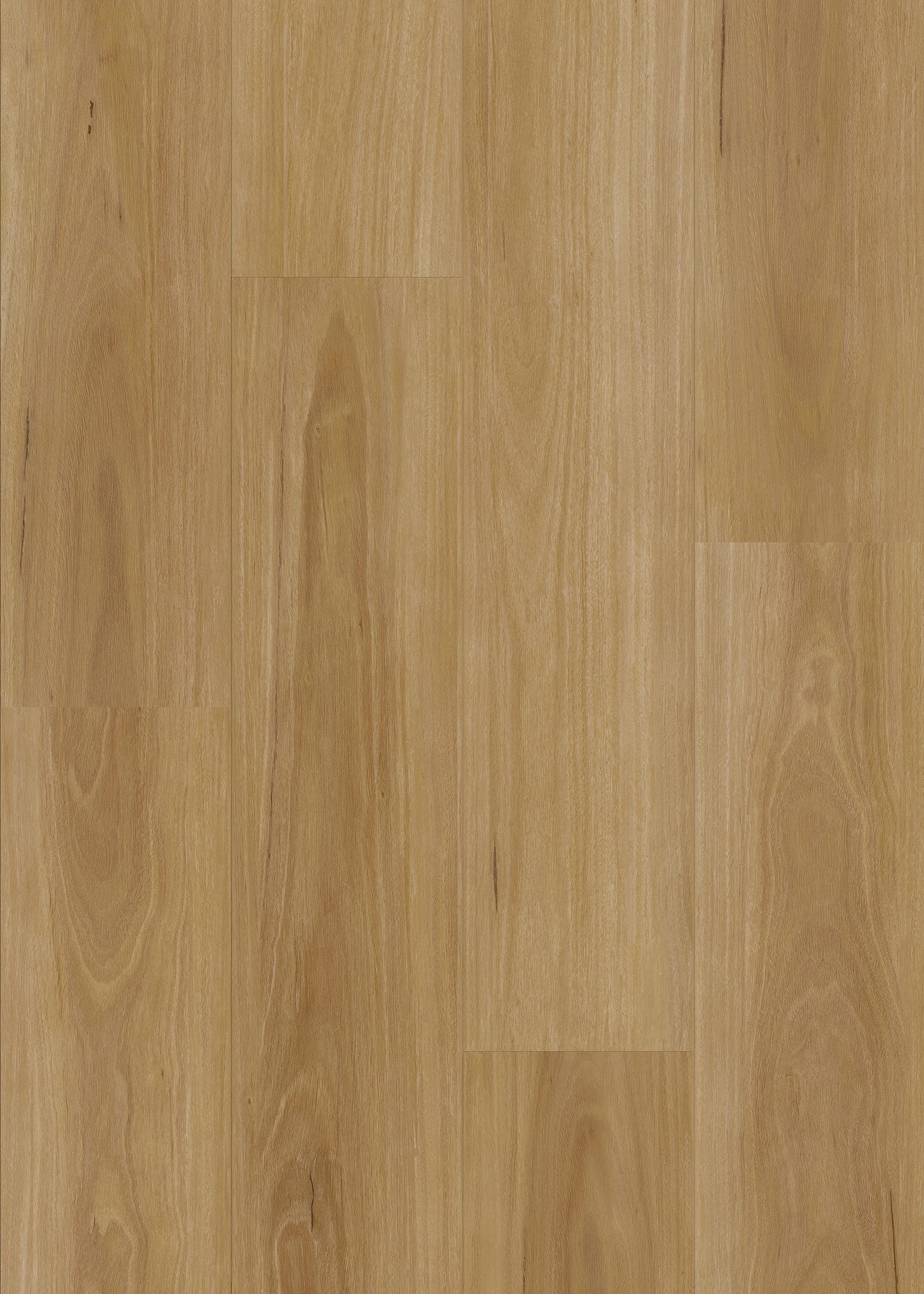 Classic Blackbutt
