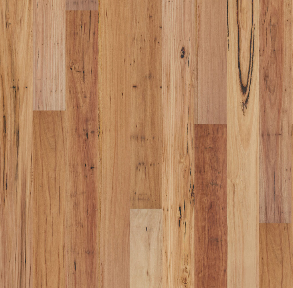 Blackbutt