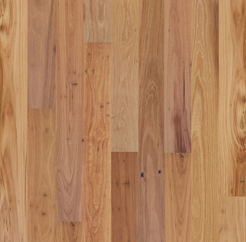 Blackbutt Wide