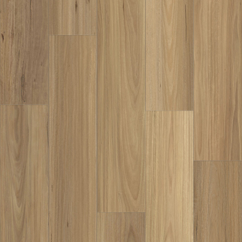 Blackbutt
