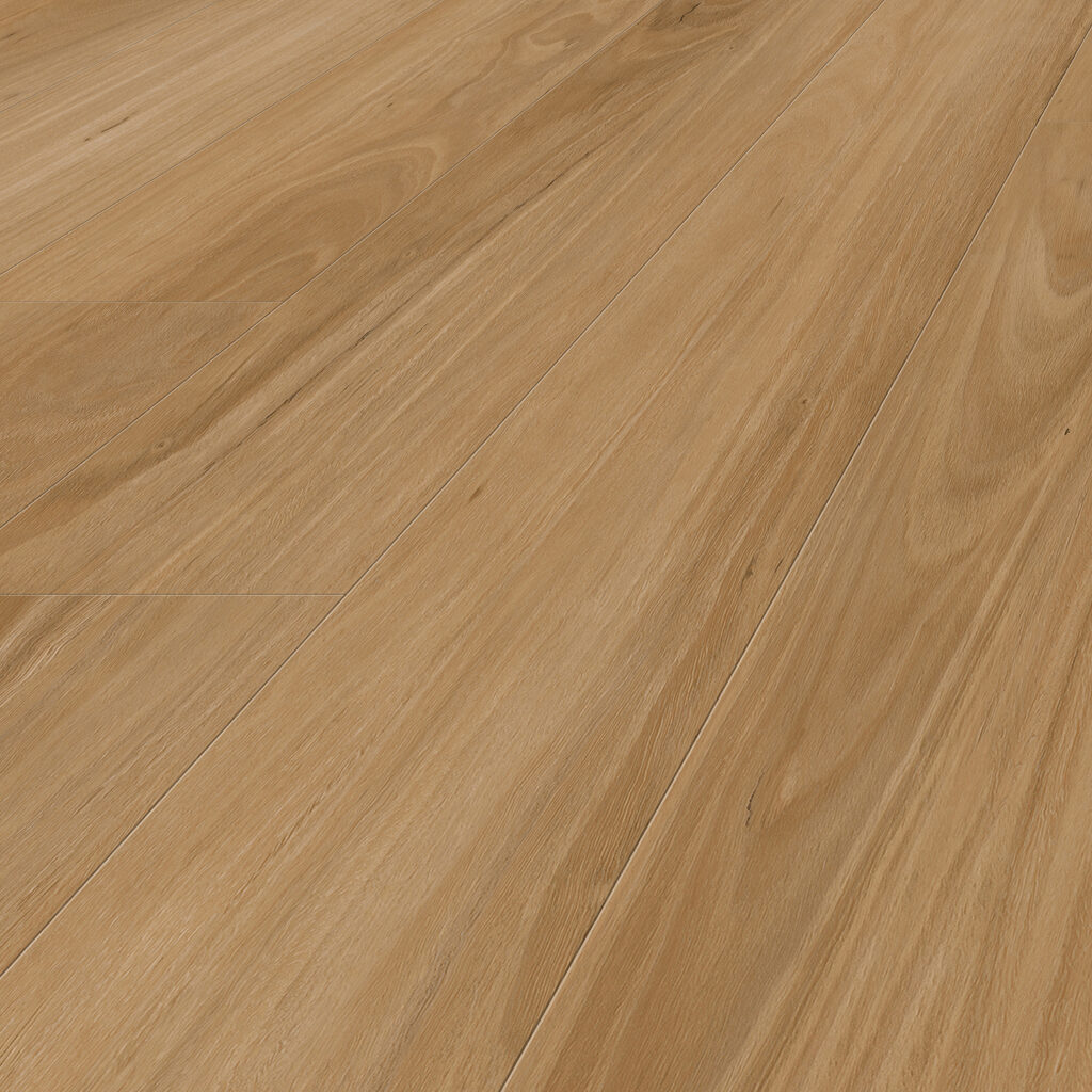Blackbutt