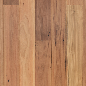 Blackbutt