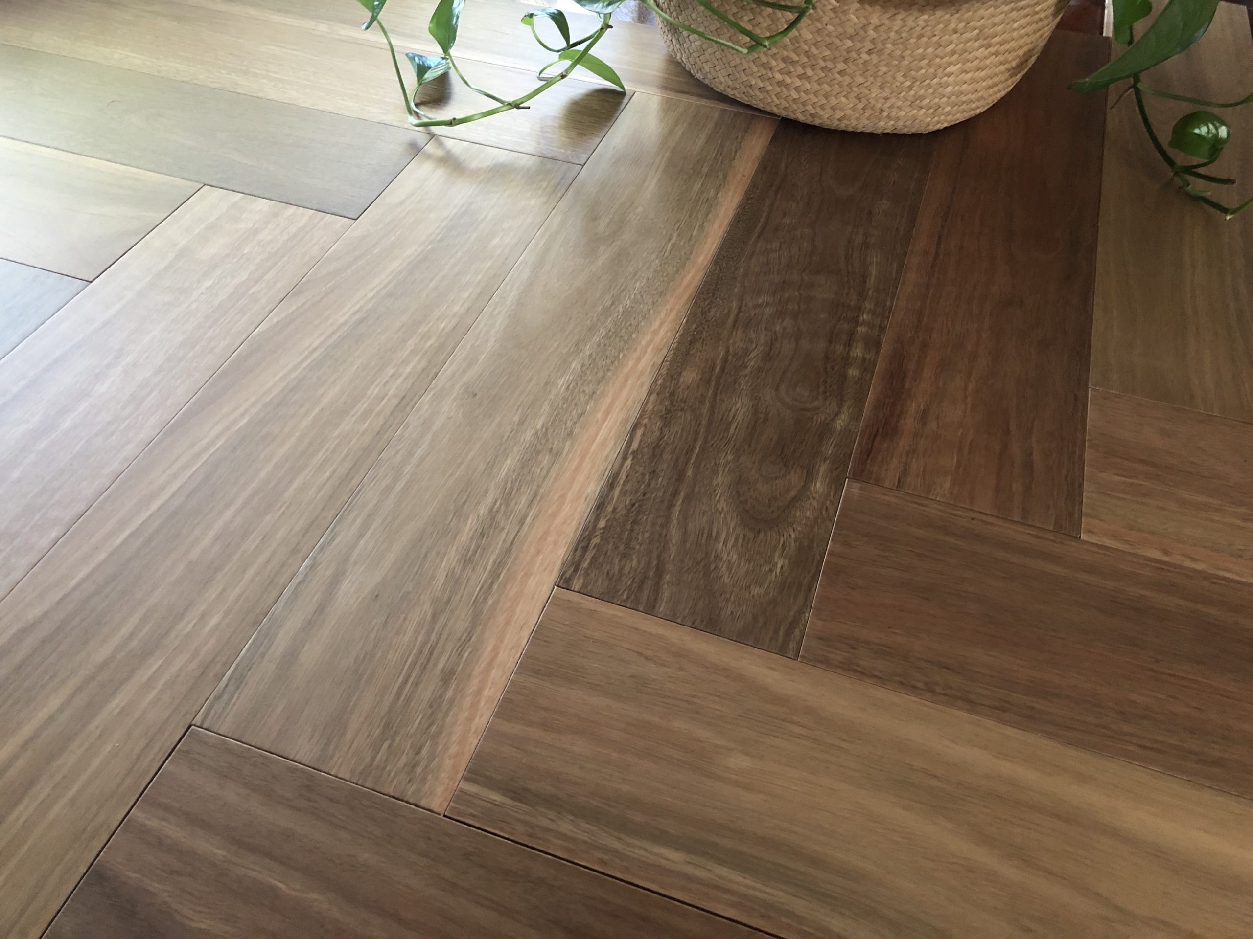 Spotted Gum (RIGHT)