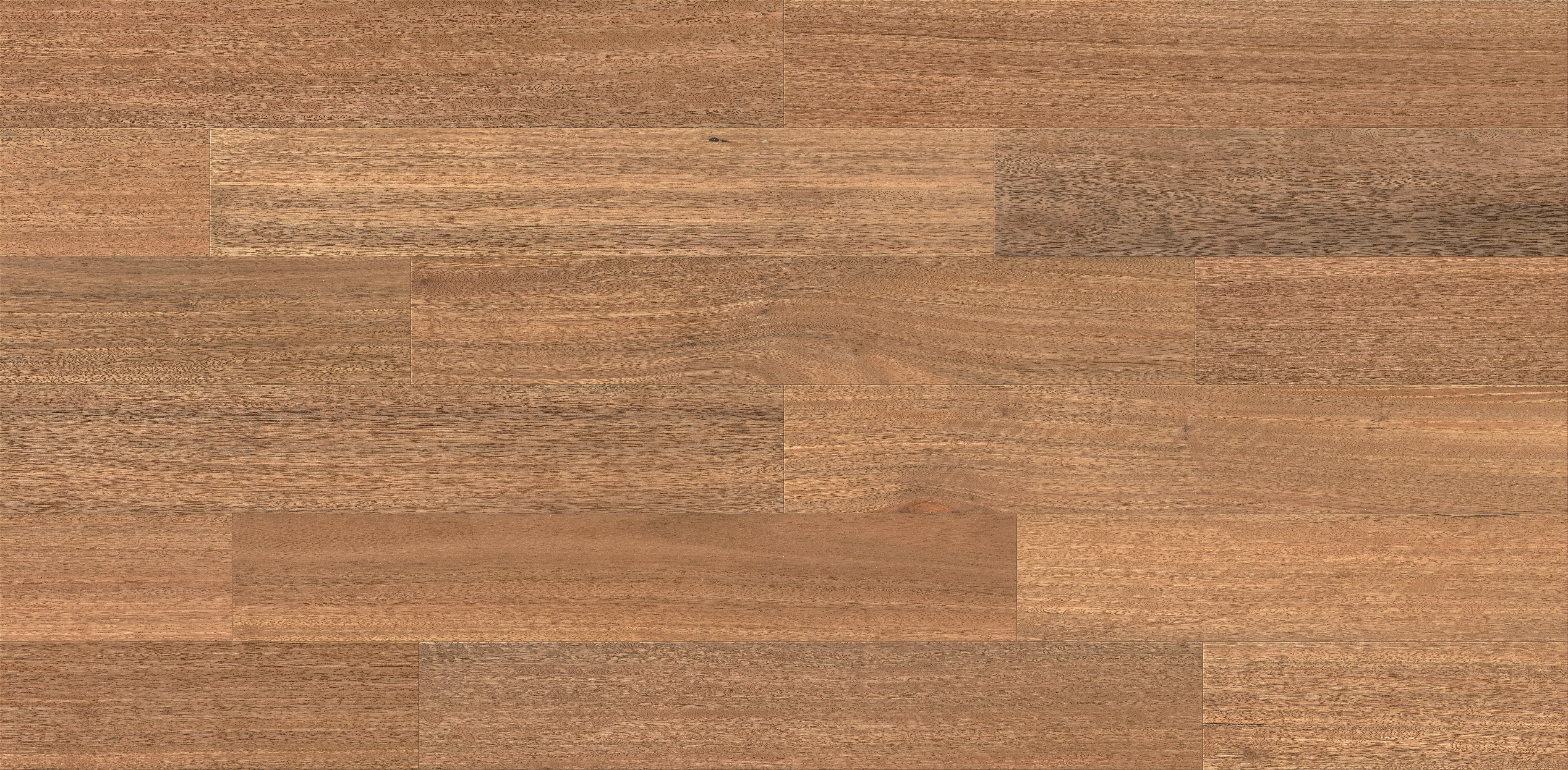 Spotted Gum