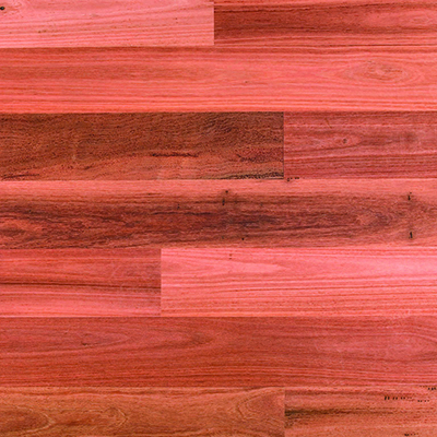 Sydney Blue Gum