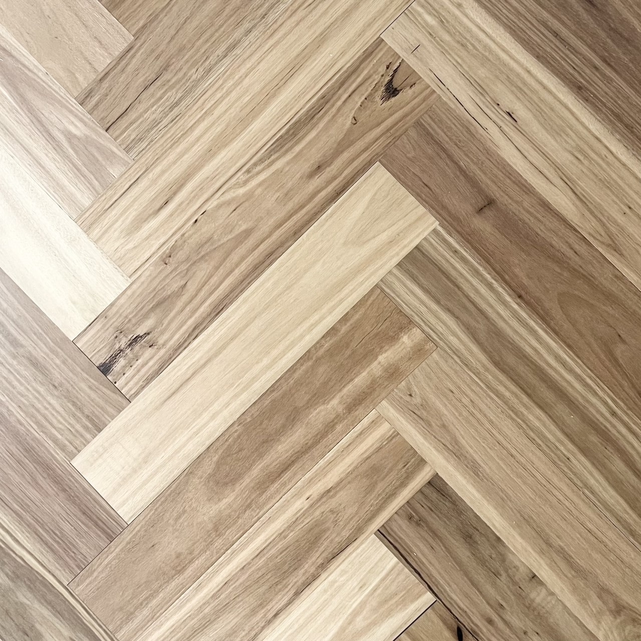 Blackbutt