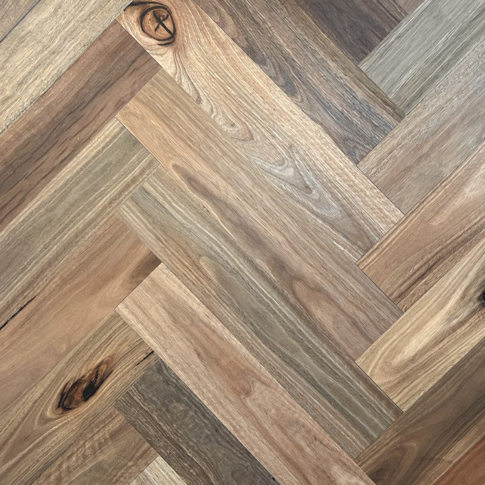 Spotted Gum