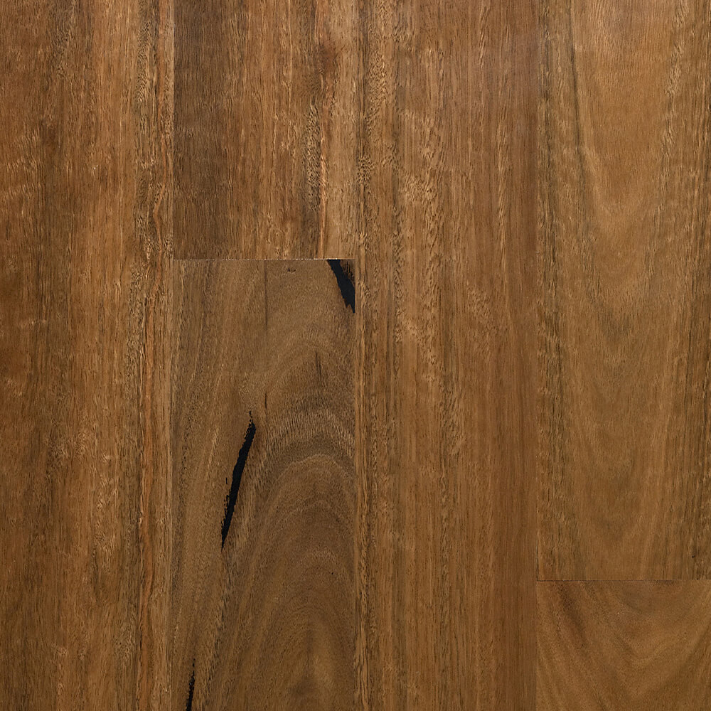 Gum Spotted Gum