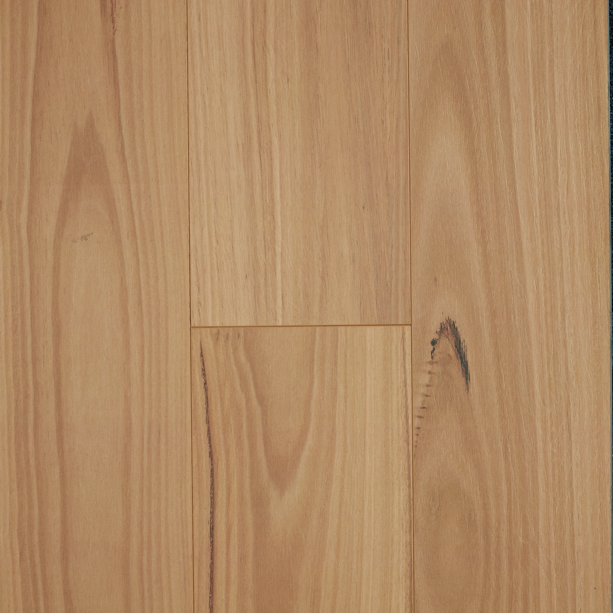 Blackbutt