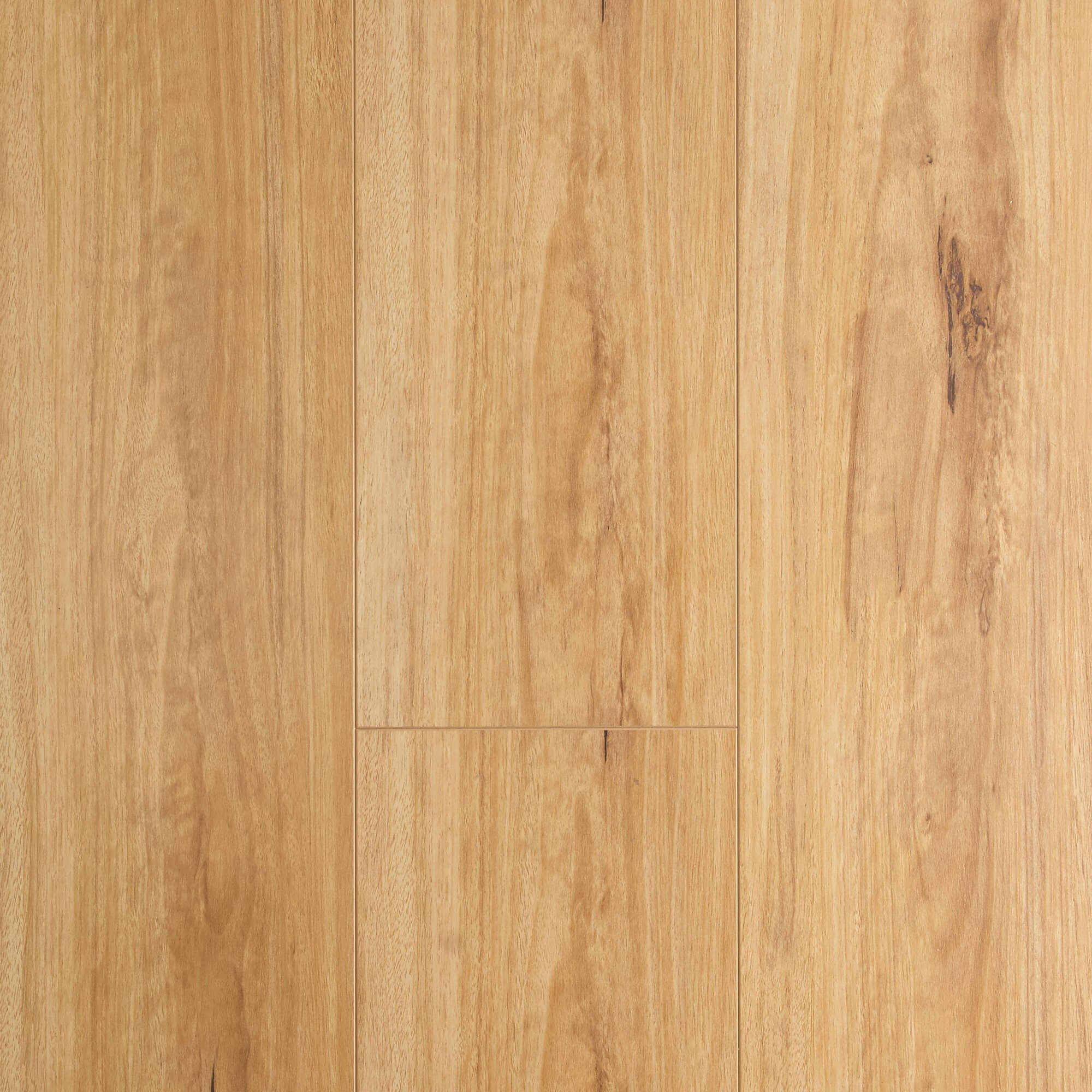 Blackbutt