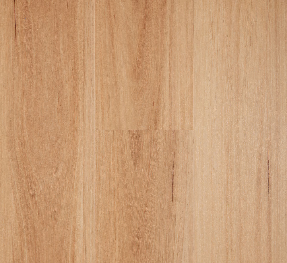 Coastal Blackbutt Latte