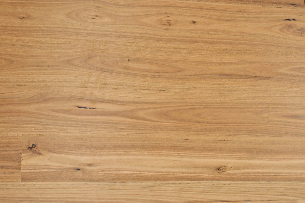Blackbutt