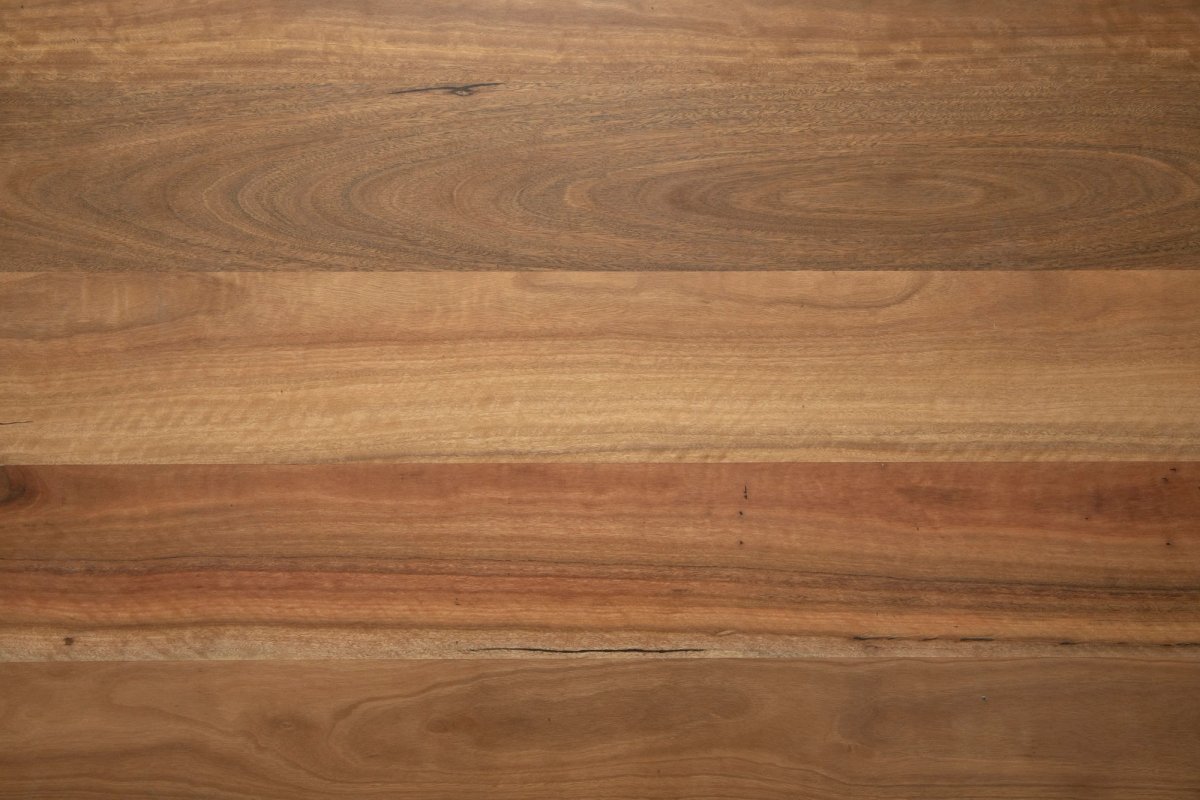 Spotted Gum