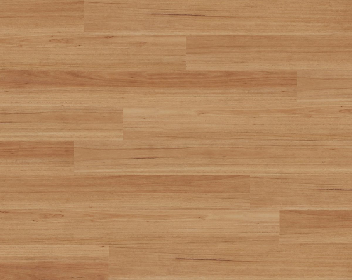 Blackbutt