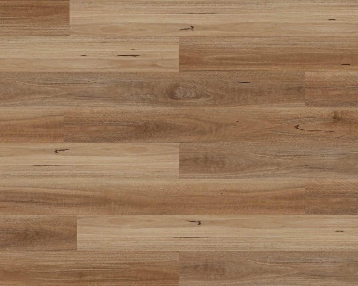 Spotted Gum