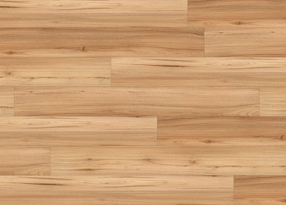 Mountain Blackbutt