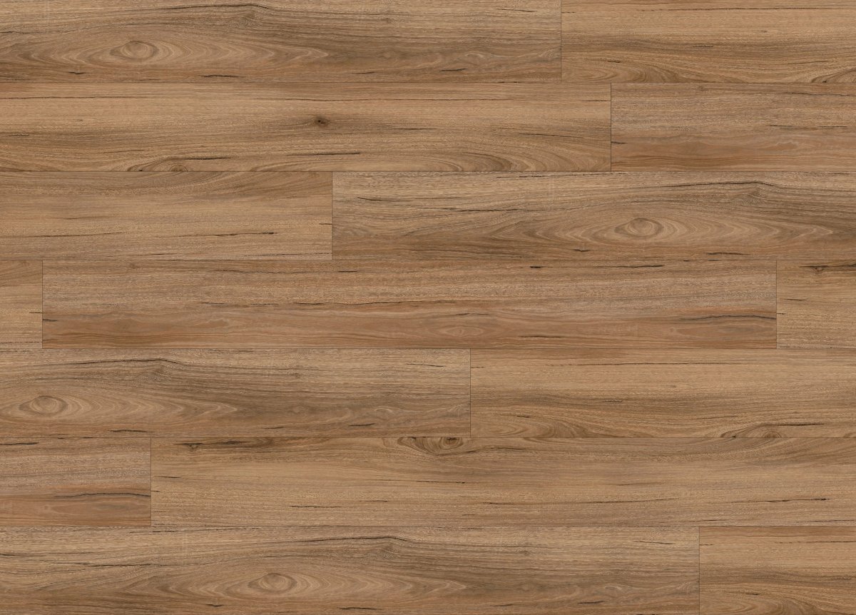 Mountain Spotted Gum
