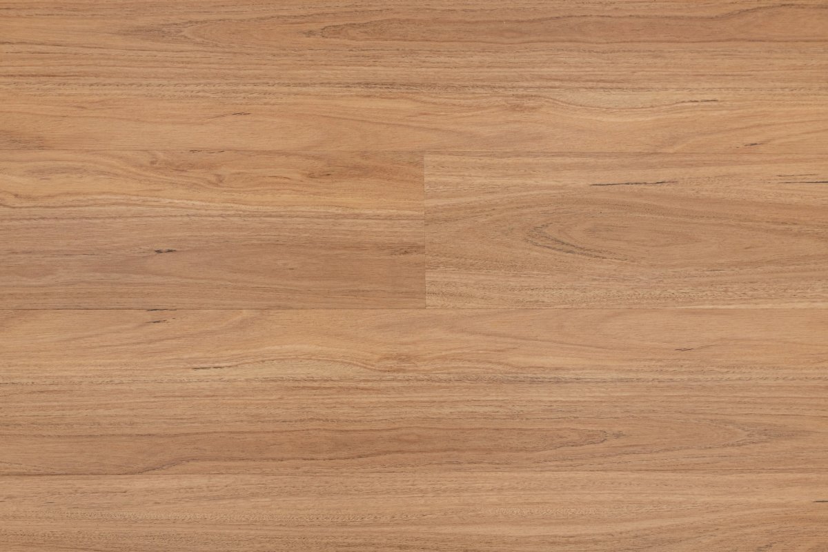 Blackbutt