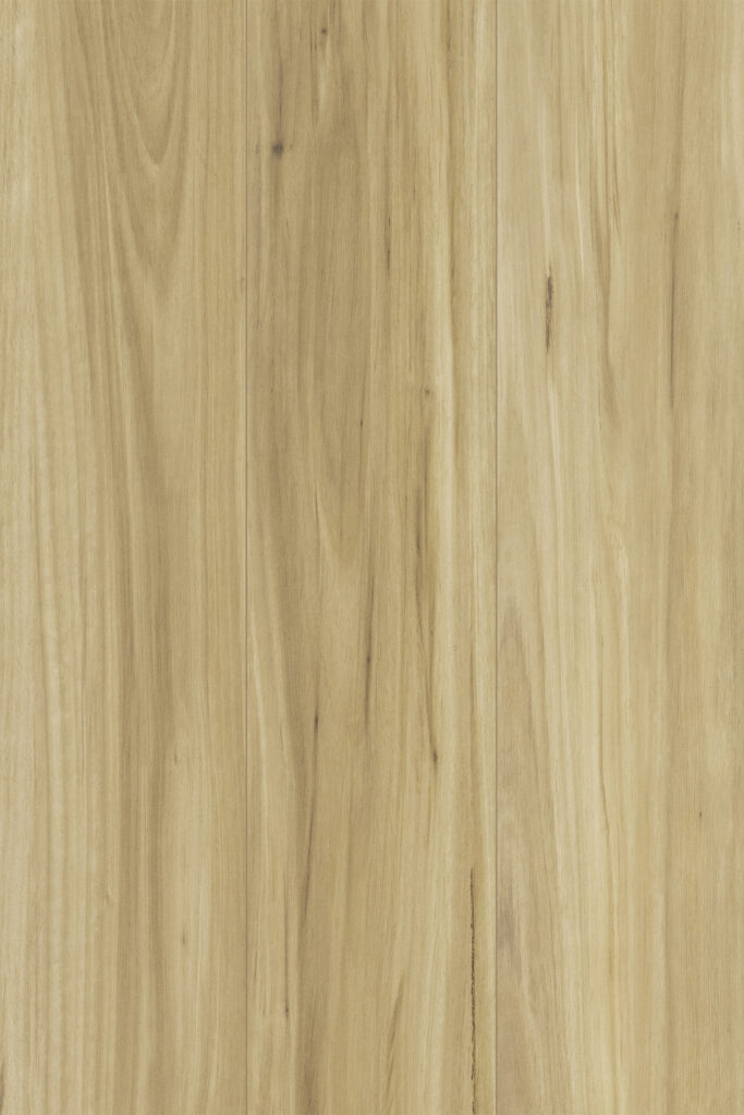 Blackbutt