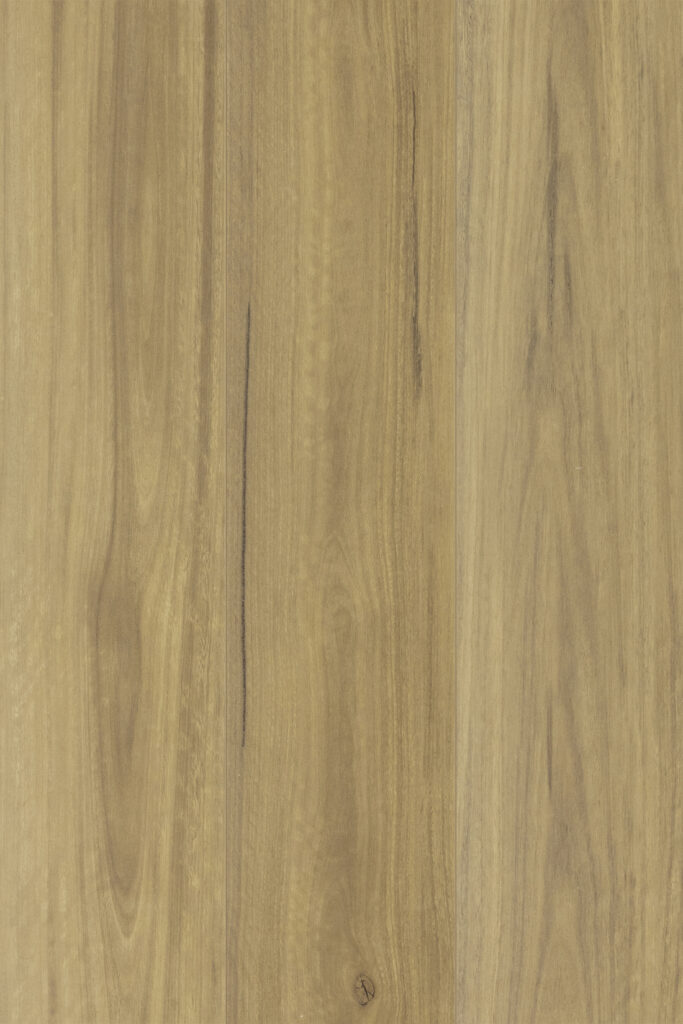 Spotted Gum