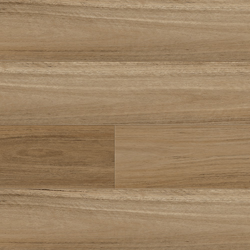 Northern Blackbutt