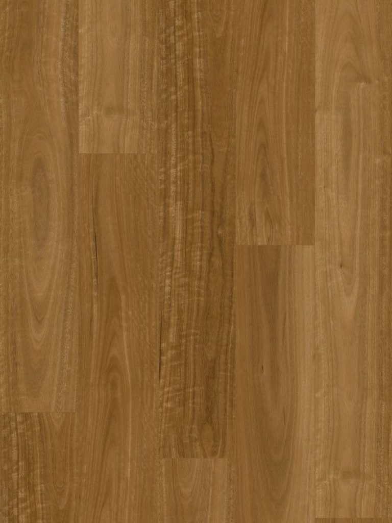 Sunshine Spotted Gum