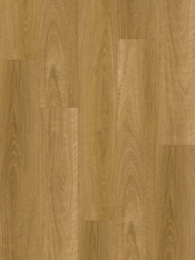 Eastern Blackbutt