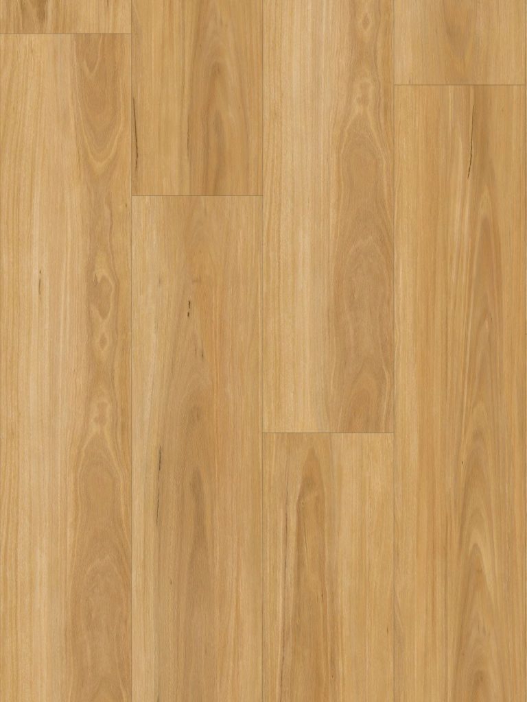 New England Blackbutt