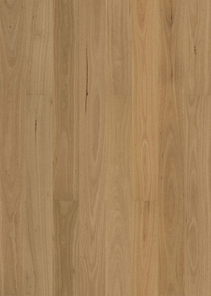 Smooth Blackbutt