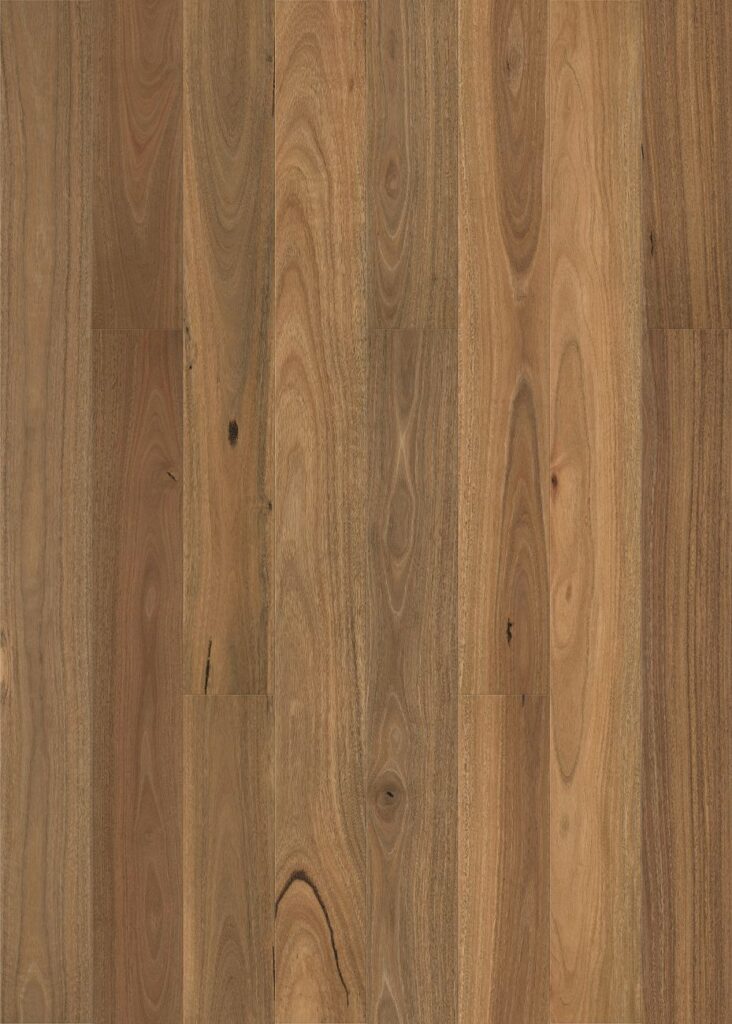 Smooth Spotted Gum